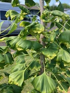 leaves of a ginkgo showing distortion