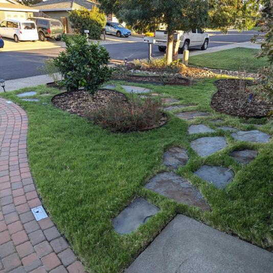 buffalograss lawn