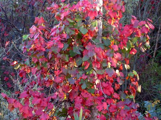 Vitis californica, California grape