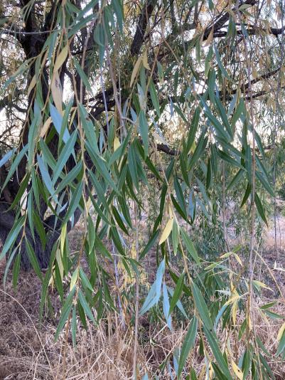 willow leaves showing drought stress
