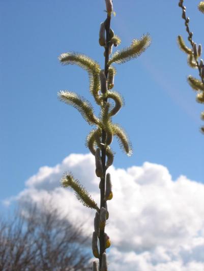 willow flowers
