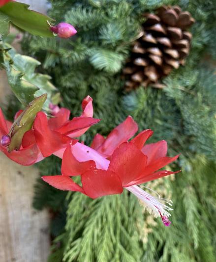 flower of a zygocactus