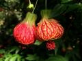 Abutilon flower