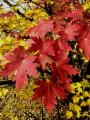 fall color on red maple leaves