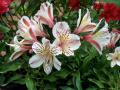 Alstroemeria, Peruvian lily