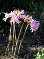 Amaryllis belladonna blooming in July