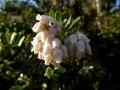 flowers of Arctostaphylos White Cloud manzanita