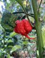 Carolina Reaper hot pepper