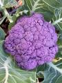 lavender colored cauliflower