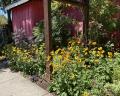 Rudbeckia fulgens Goldsturm