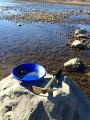 American River Gold Panning