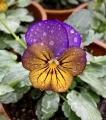 Viola flower with rain drops