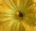 squash bees at sunrise