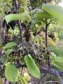 bacterial fireblight infecting pear blossoms