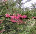 Grevillea shrub in bloom