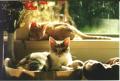 Kittens- Caliquette & her son Sandy