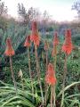 flower spikes of red hot poker plant