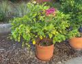 Meyer lemon in a pot