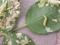 Rose slug, sawfly larva