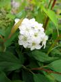 Spiraea bridal wreath flowers and leaves