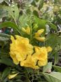 Tecoma stans Yellow Bells variety