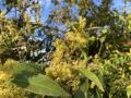 xylosma shrub flowering