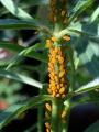 orange oleander aphids on milkweed plants