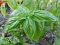 basil leaves