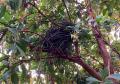 Arbutus Marina with a bird nest