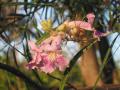 flower of Chilopsis tree