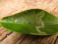 citrus leafminer