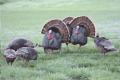 A picture of Turkeys in a field