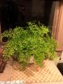 maidenhair fern in a bowl