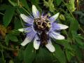 flower of a passiflora vine