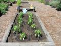 Raised vegetable planter beds