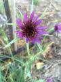 flower of a salsify plant