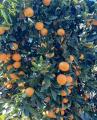 Satsuma mandarins