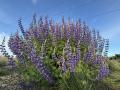 Silver bush lupine, Grassland Garden at Ninos Parkway, Natomas