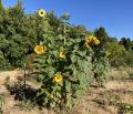 group of sunflower plants beginning to flower