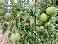 Bodacious variety of tomato