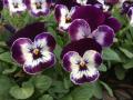 viola flowers