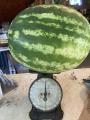 watermelon fruit on a scale