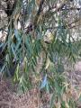 willow leaves showing drought stress