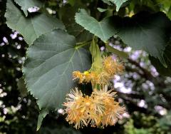 flower and leaf of Tilia cordata