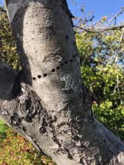 flicker damage on an apple tree