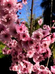 flowering plum