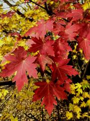 fall color on red maple leaves