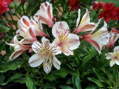 Alstroemeria, Peruvian lily