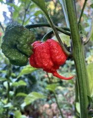 Carolina Reaper hot pepper