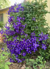 Clematis vine in bloom